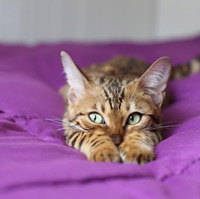 Kitten on a bed