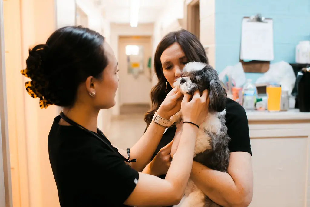 Dog being examined by the veterinary team at Seymour Veterinary Clinic.